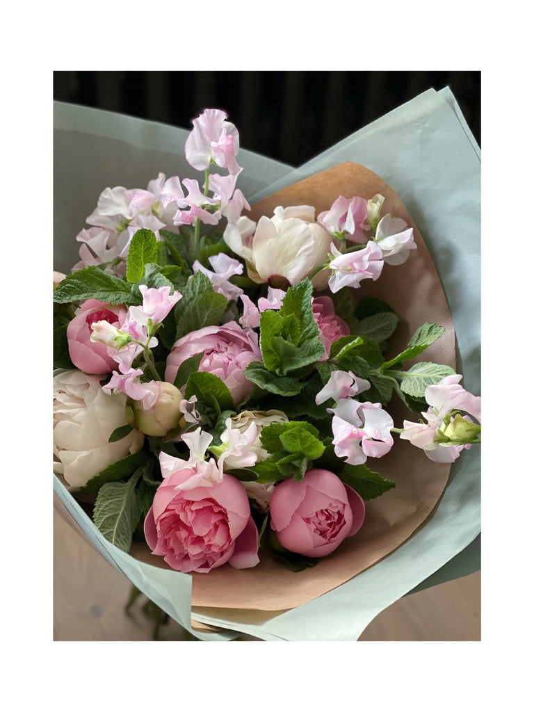 Pink and Pale Peony